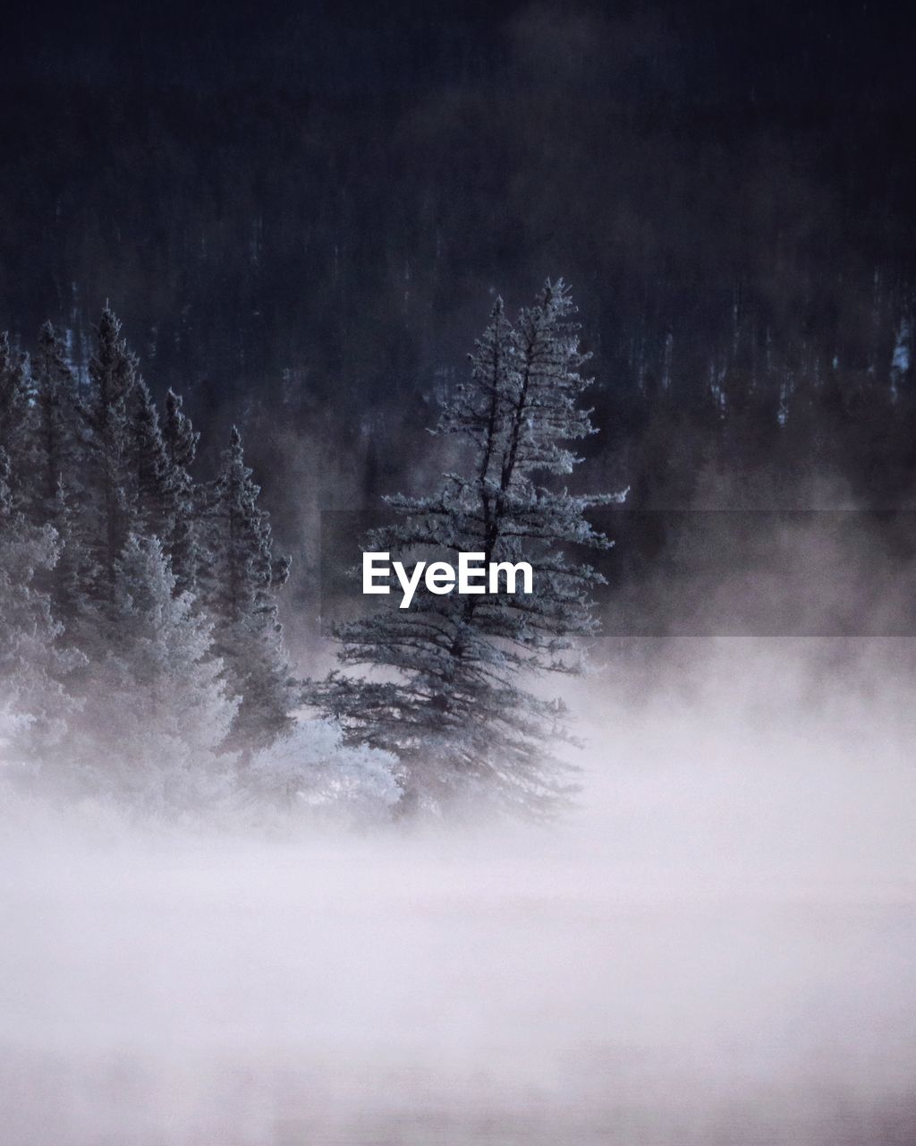 Tree surrounded by mist coming off water in winter 