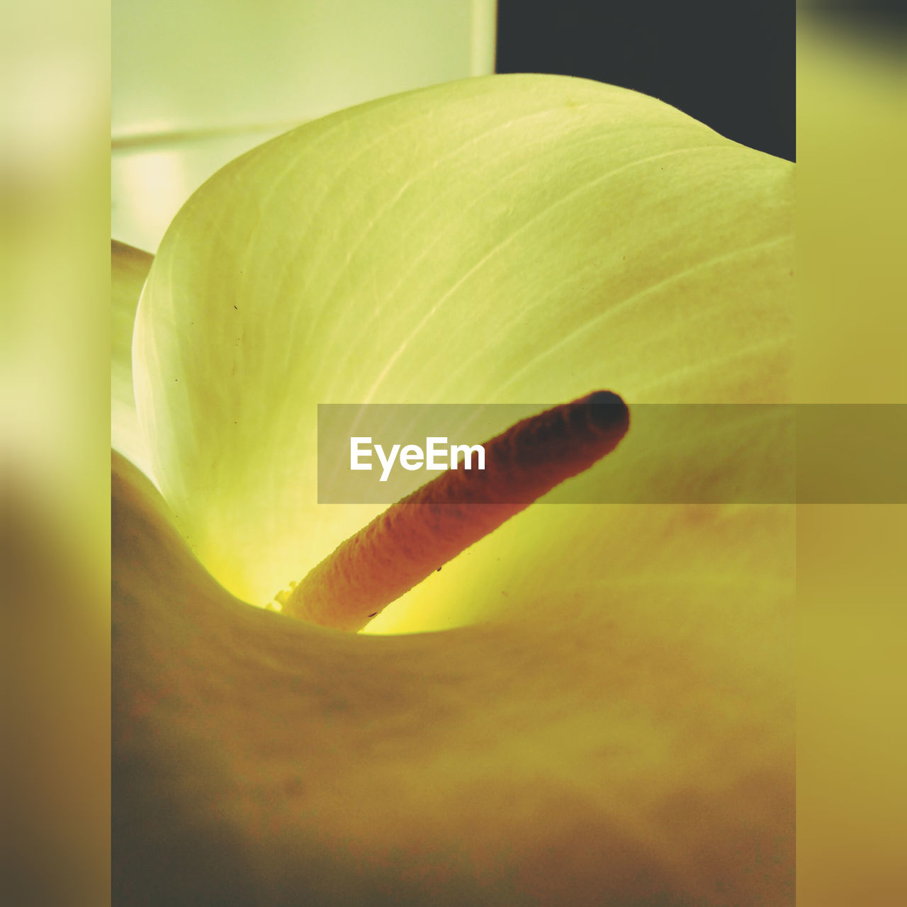 CLOSE-UP OF YELLOW ROSE FLOWER HEAD