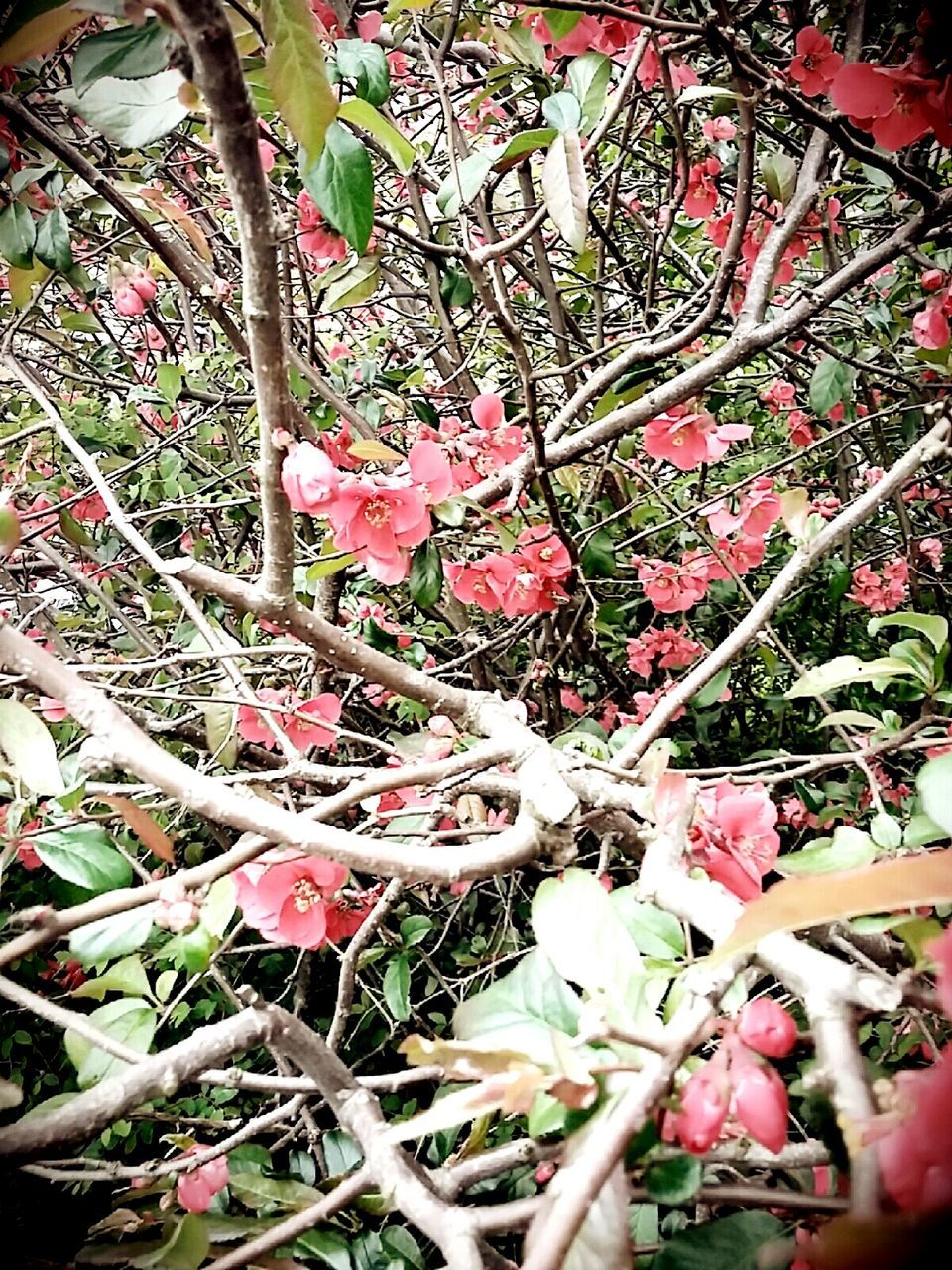 CLOSE-UP OF PINK FLOWERS ON TREE BRANCH