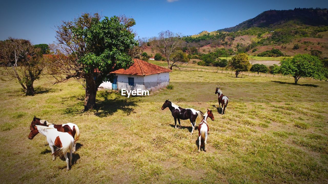 COWS ON FIELD AGAINST SKY