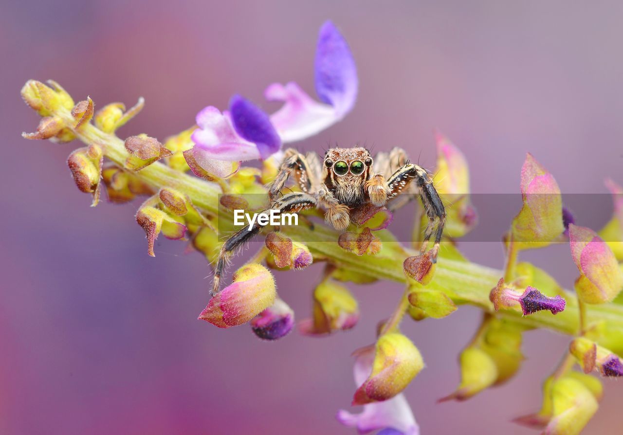 CLOSE-UP OF INSECT ON FLOWER