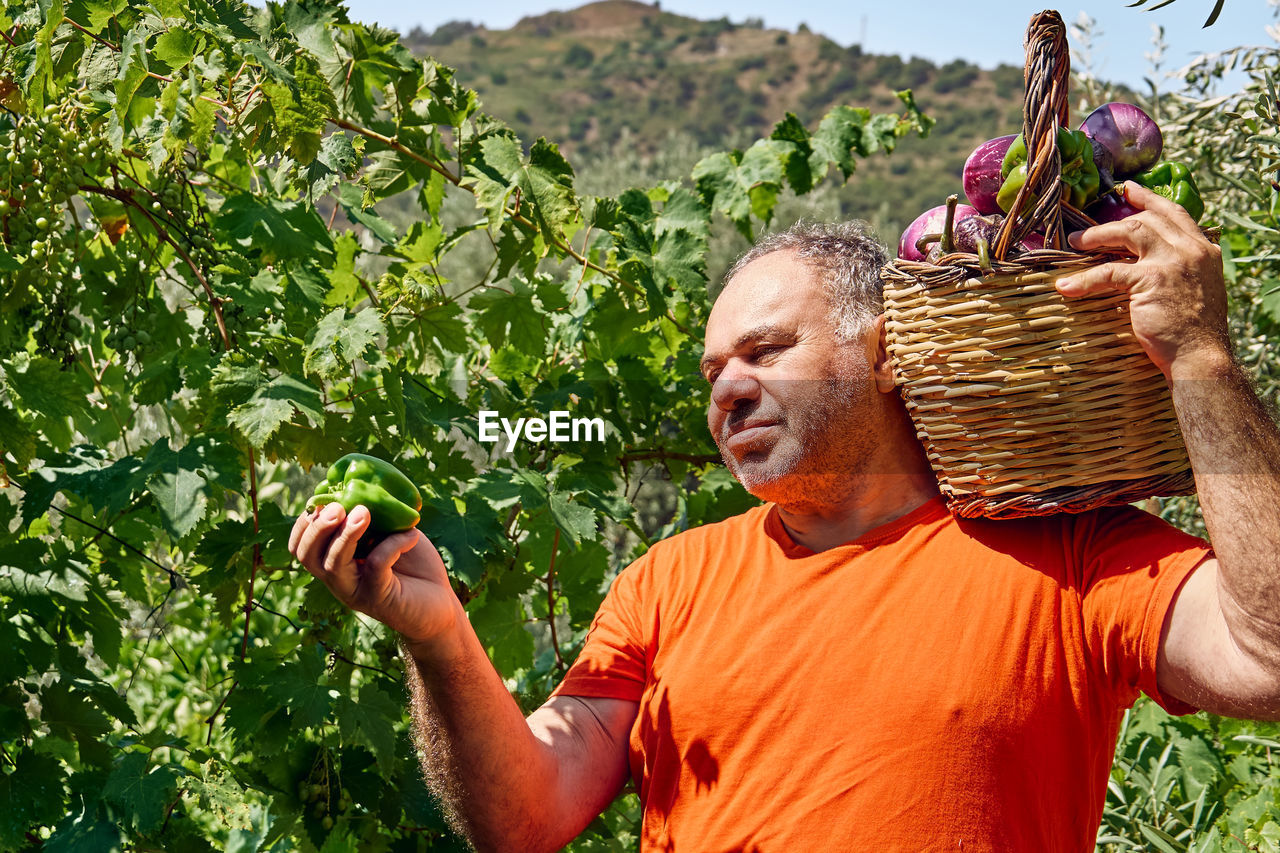 Man holds a basket with ripe eggplants after collects aubergines in the synergistic vegetable garden