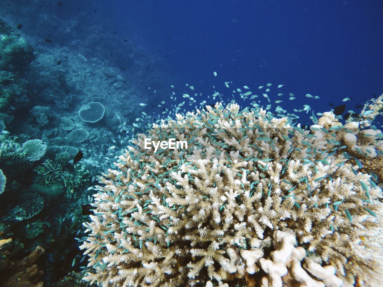 School of fish amidst reef in sea