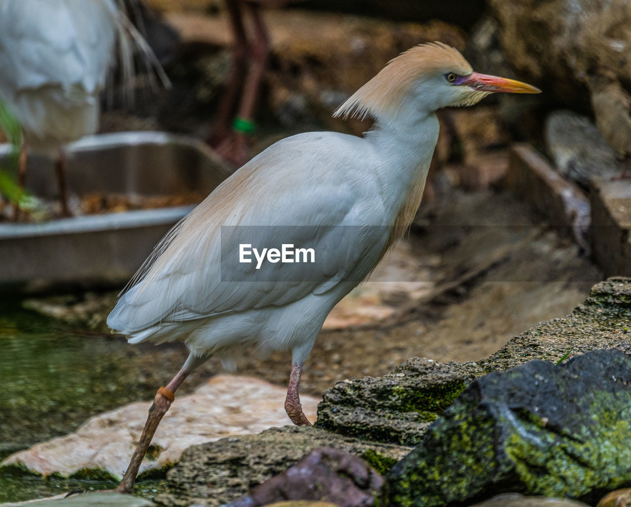 CLOSE-UP OF HERON PERCHING ON ROCKS