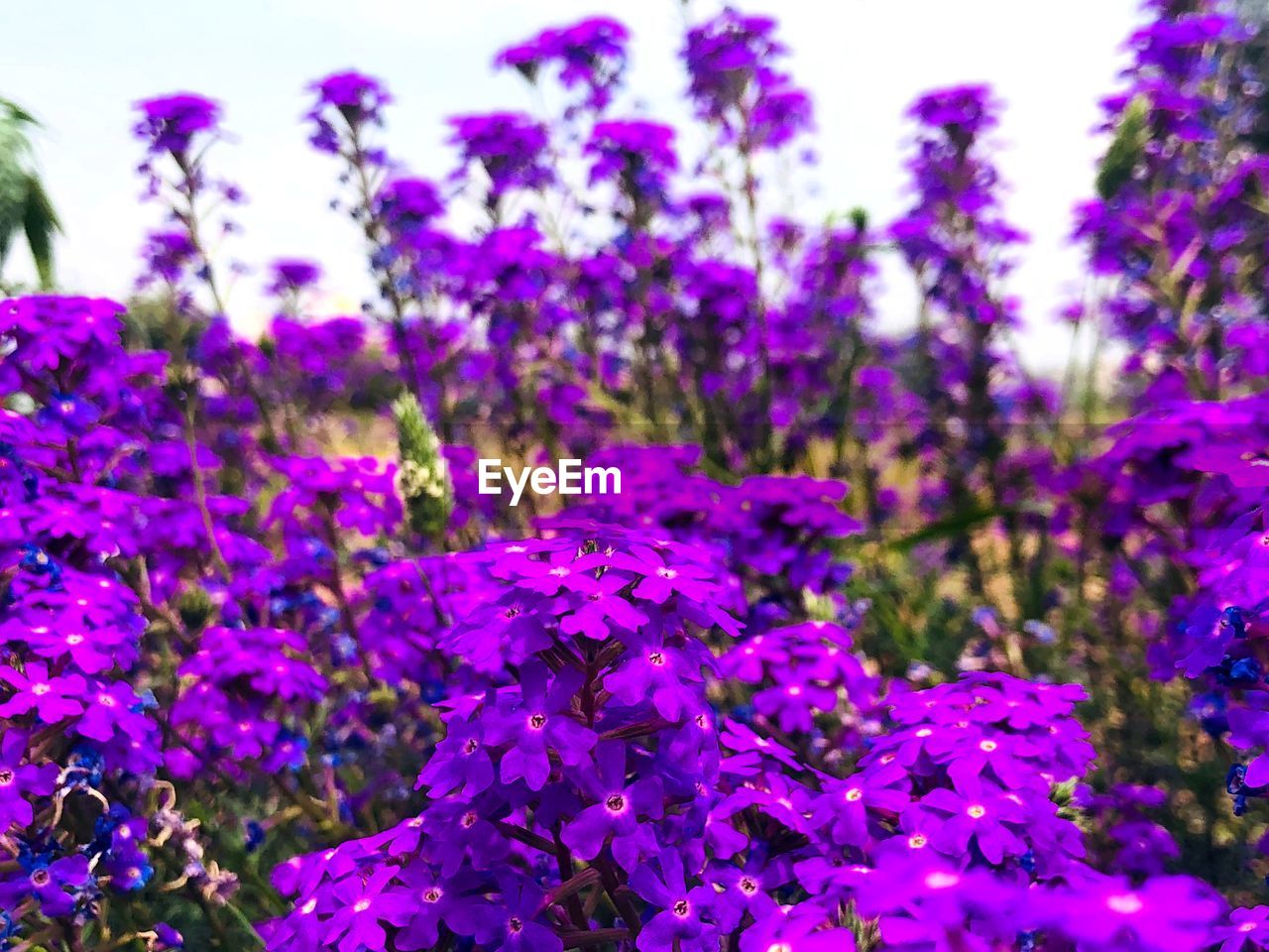 Close-up of purple flowering plants on field