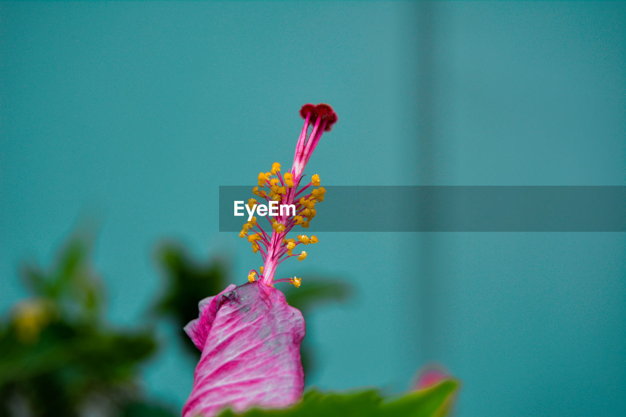 CLOSE-UP OF PINK FLOWERING PLANT AGAINST BLUE SKY