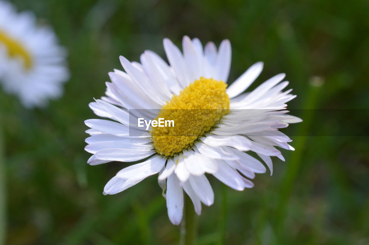 Extraordinary unique odd strange daisy double as broad as normal on grass as variety in creation