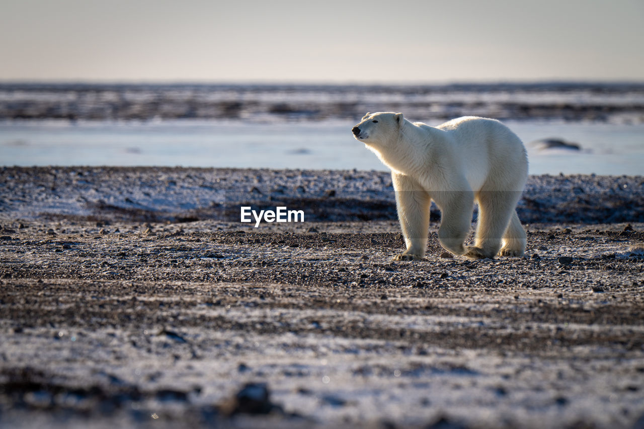 Polar bear crosses rocky tundra in sunshine