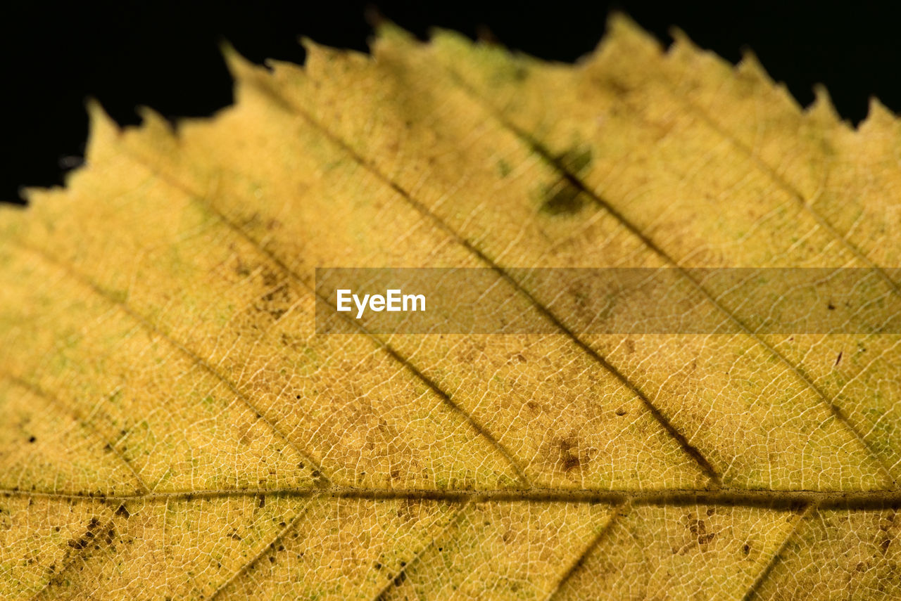 Close-up of autumn leaf