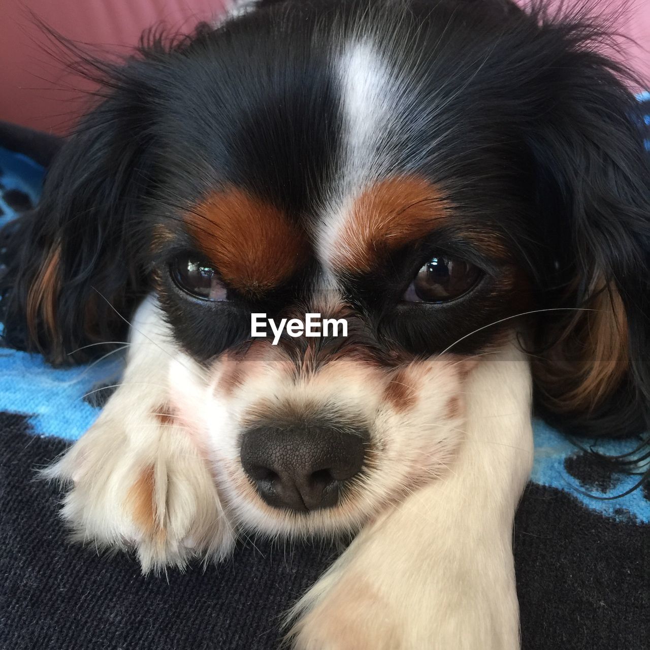 CLOSE-UP PORTRAIT OF DOG WITH HAND ON BLANKET