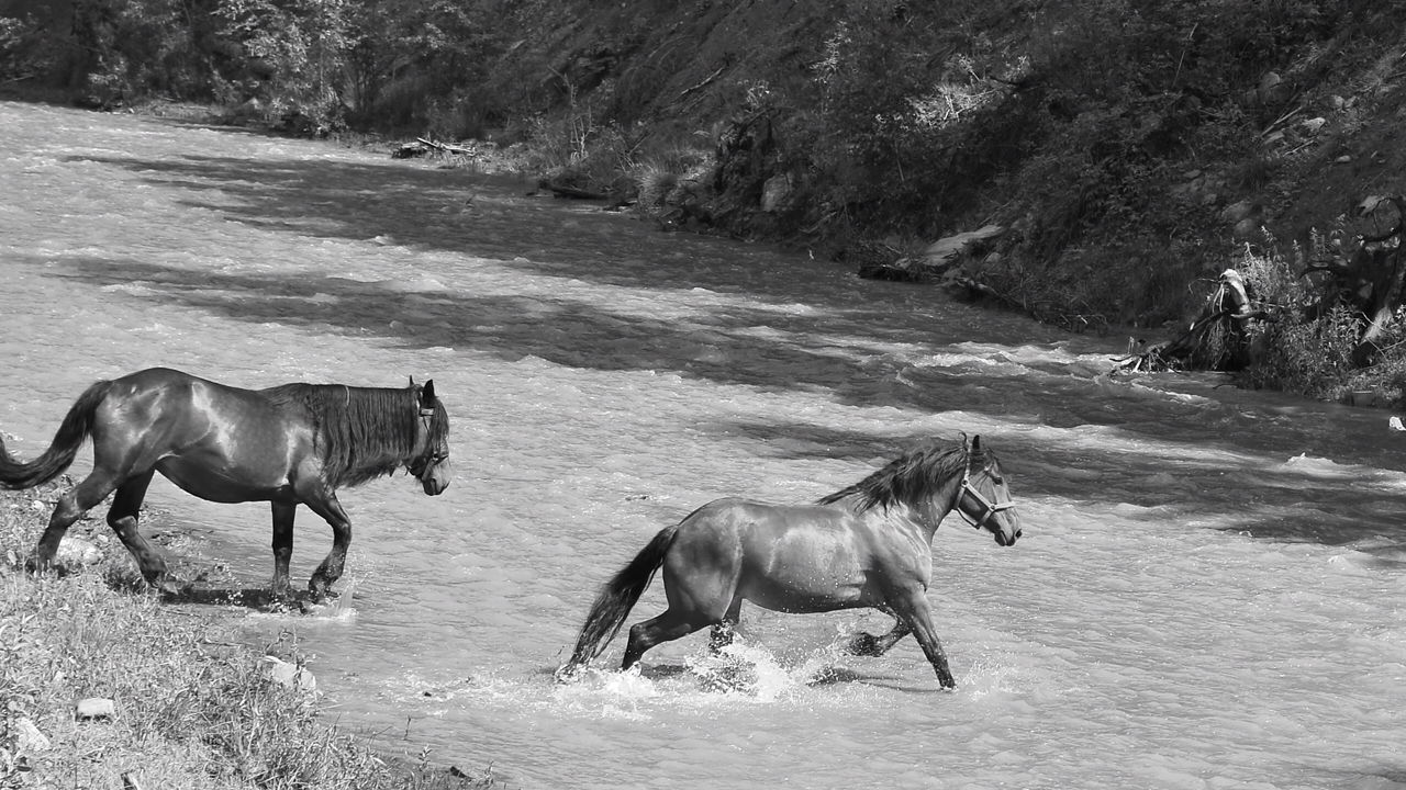 Horses running in river