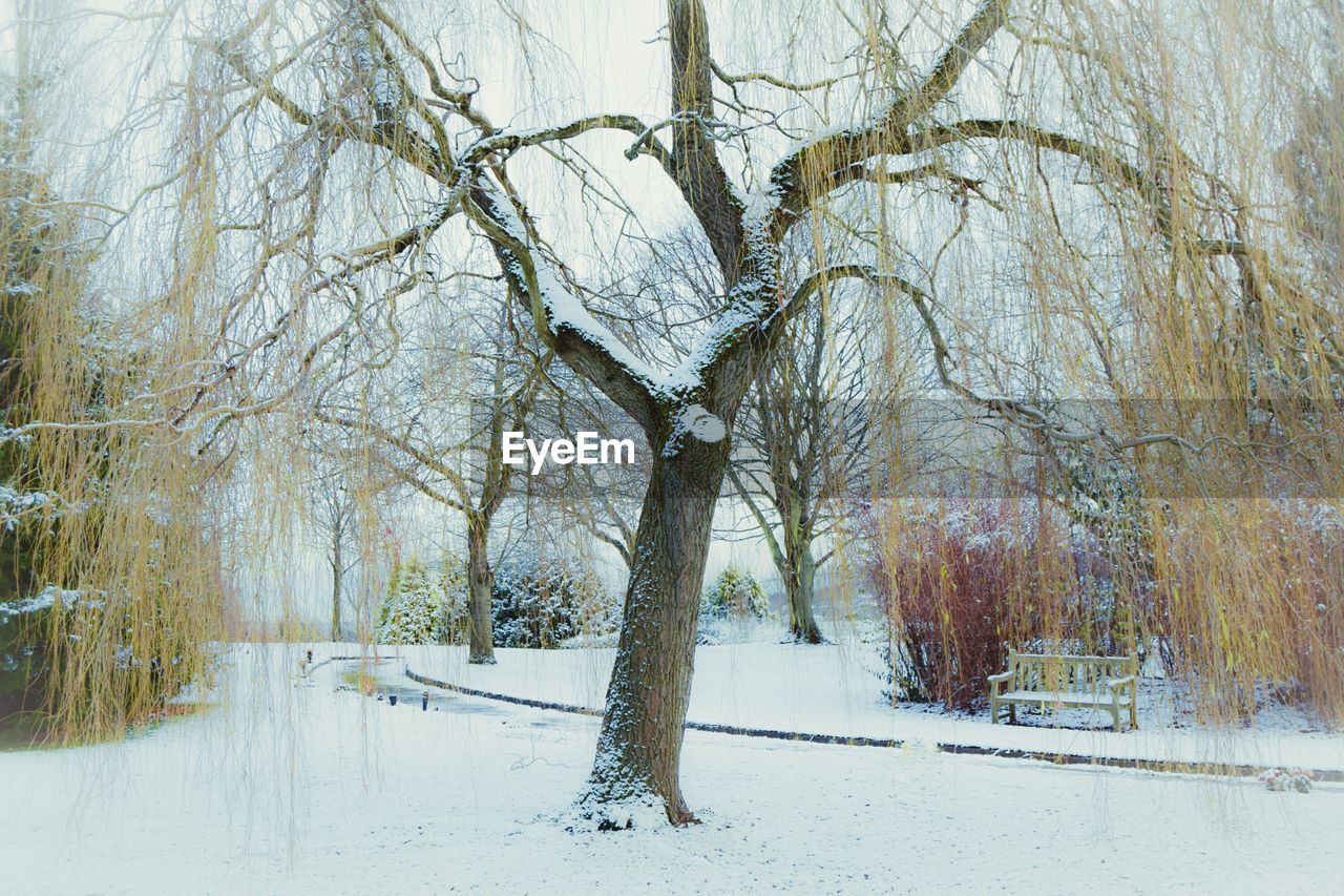 Bare trees on snow covered landscape