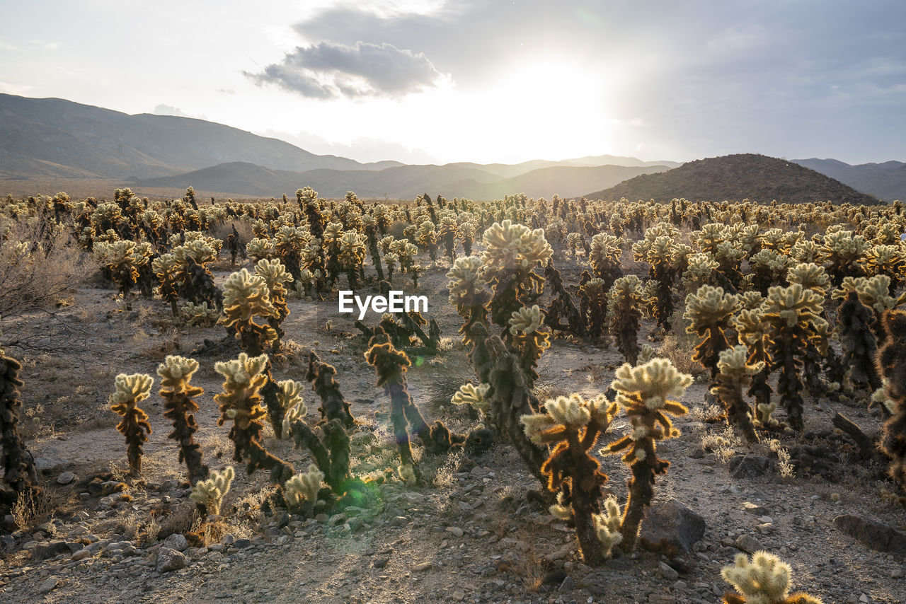 Panoramic view of a field