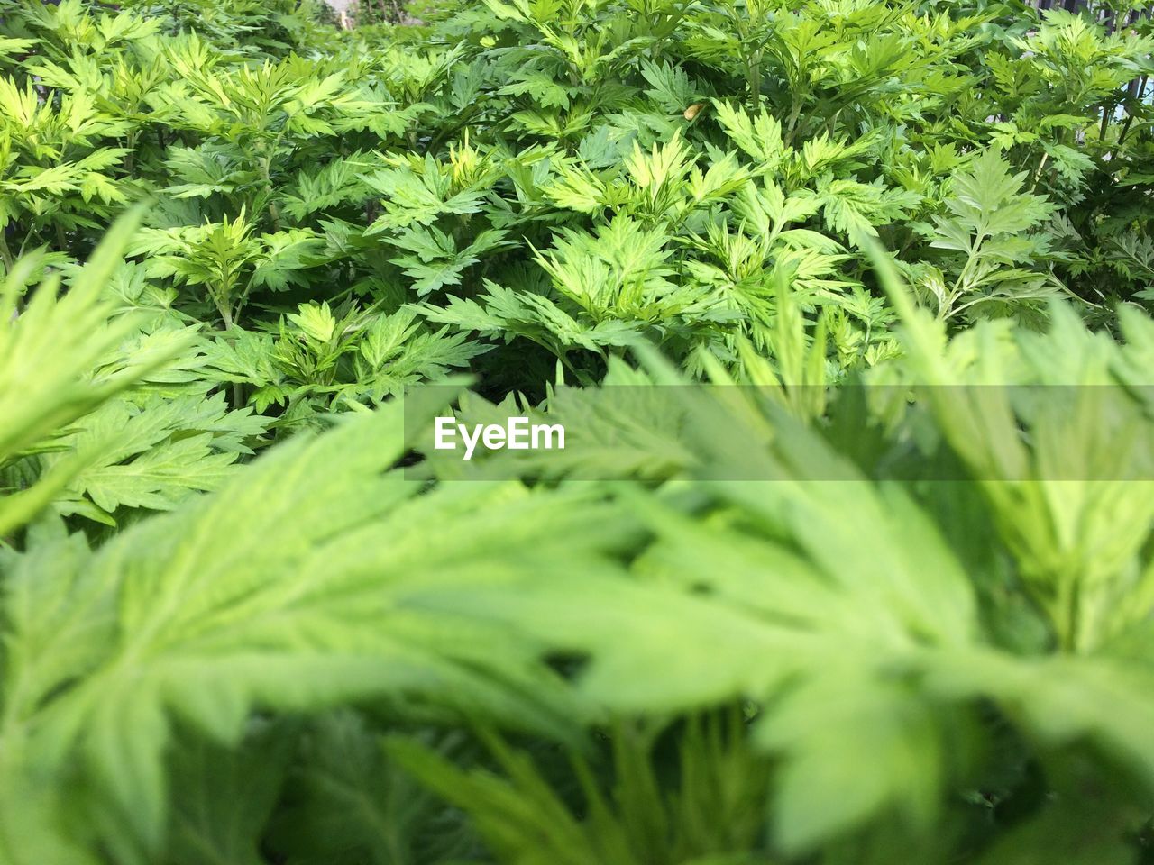 Close-up of fresh green leaves