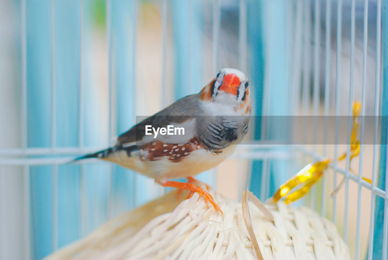 CLOSE-UP OF BIRD PERCHING ON STEM