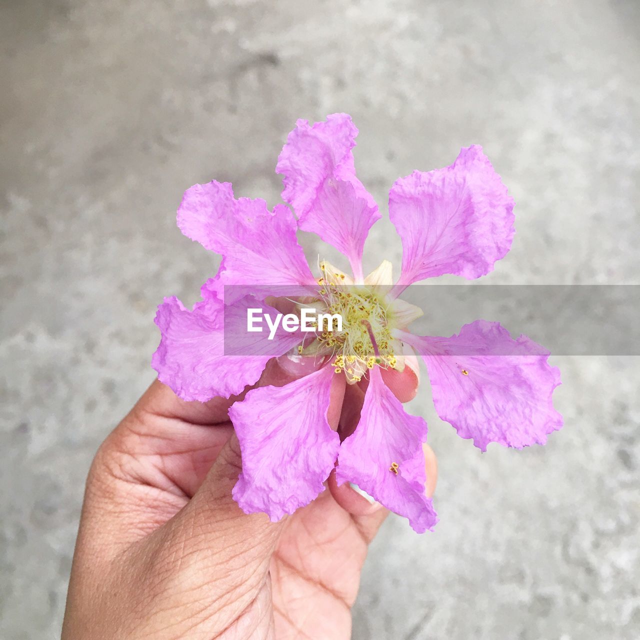 Close-up of human hand holding pink flower