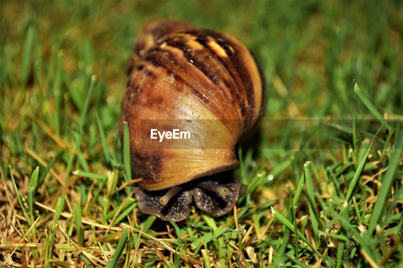 CLOSE-UP OF SNAIL ON DIRT ROAD