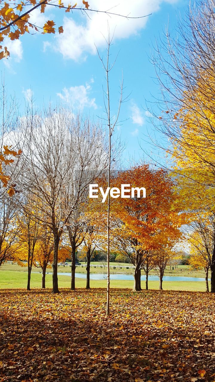 Trees on messy field against sky during autumn