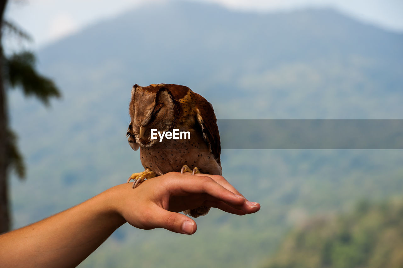 Close-up of owl perching on hand against mountain