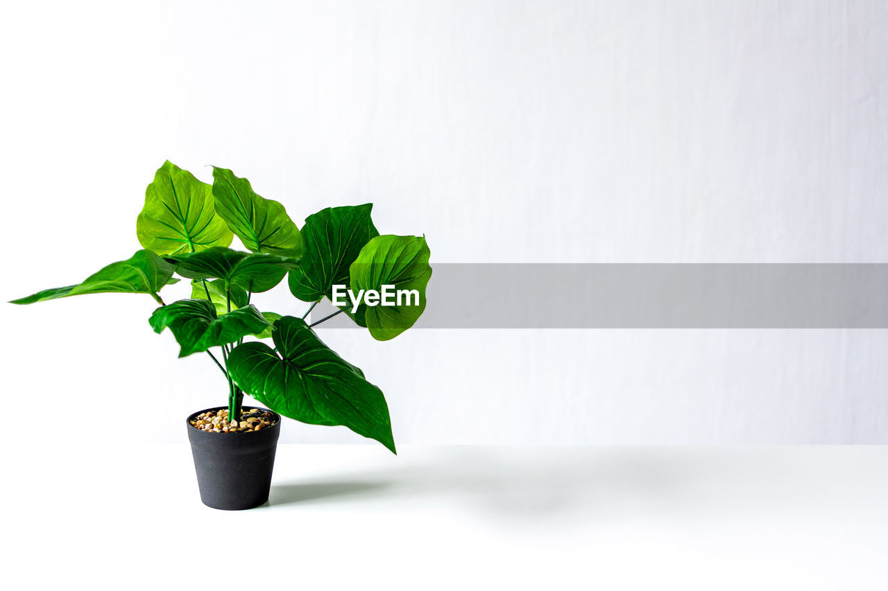 Epipremnum flower in a black pot on a white background.