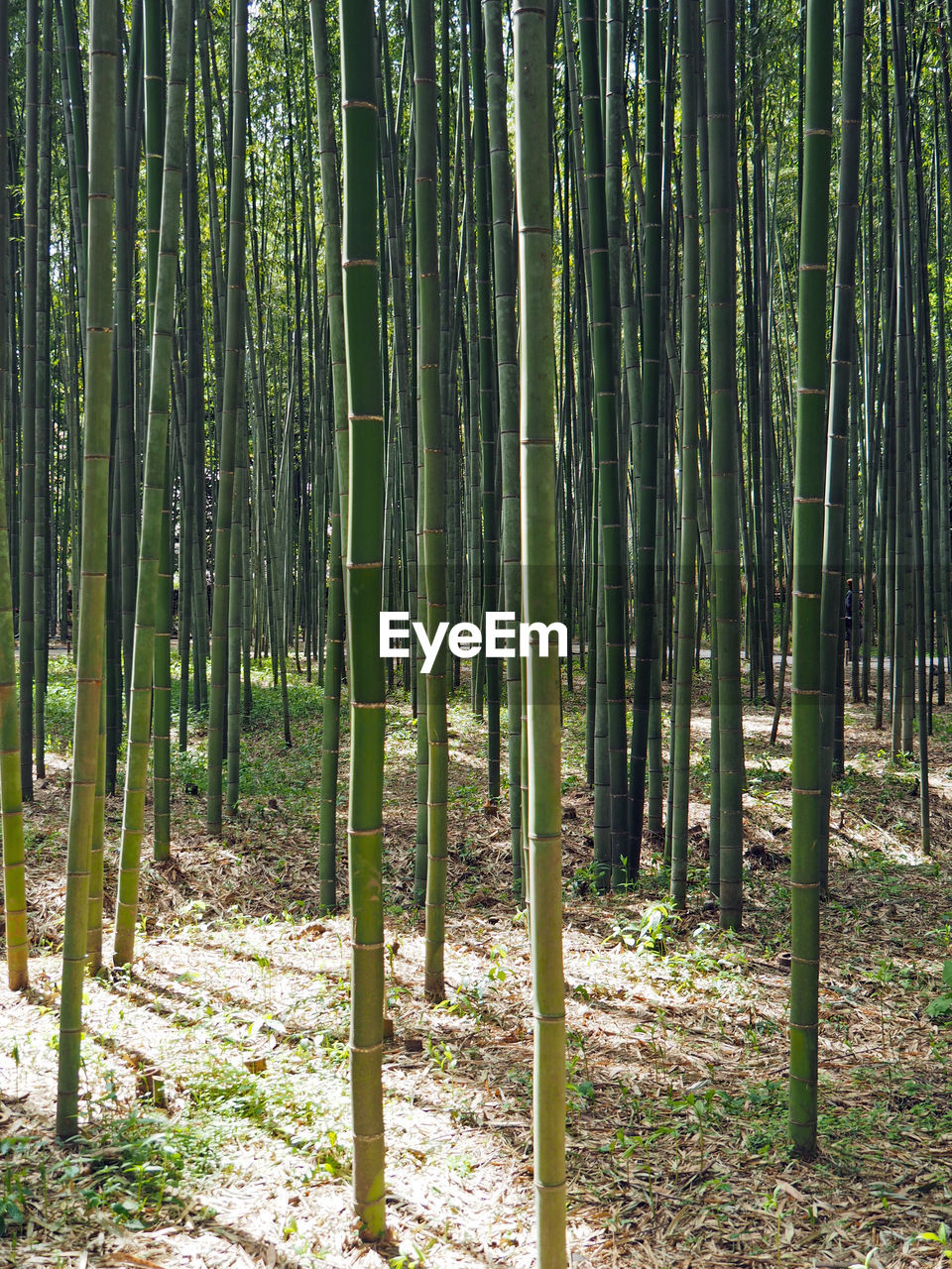 Full frame shot of bamboo grove