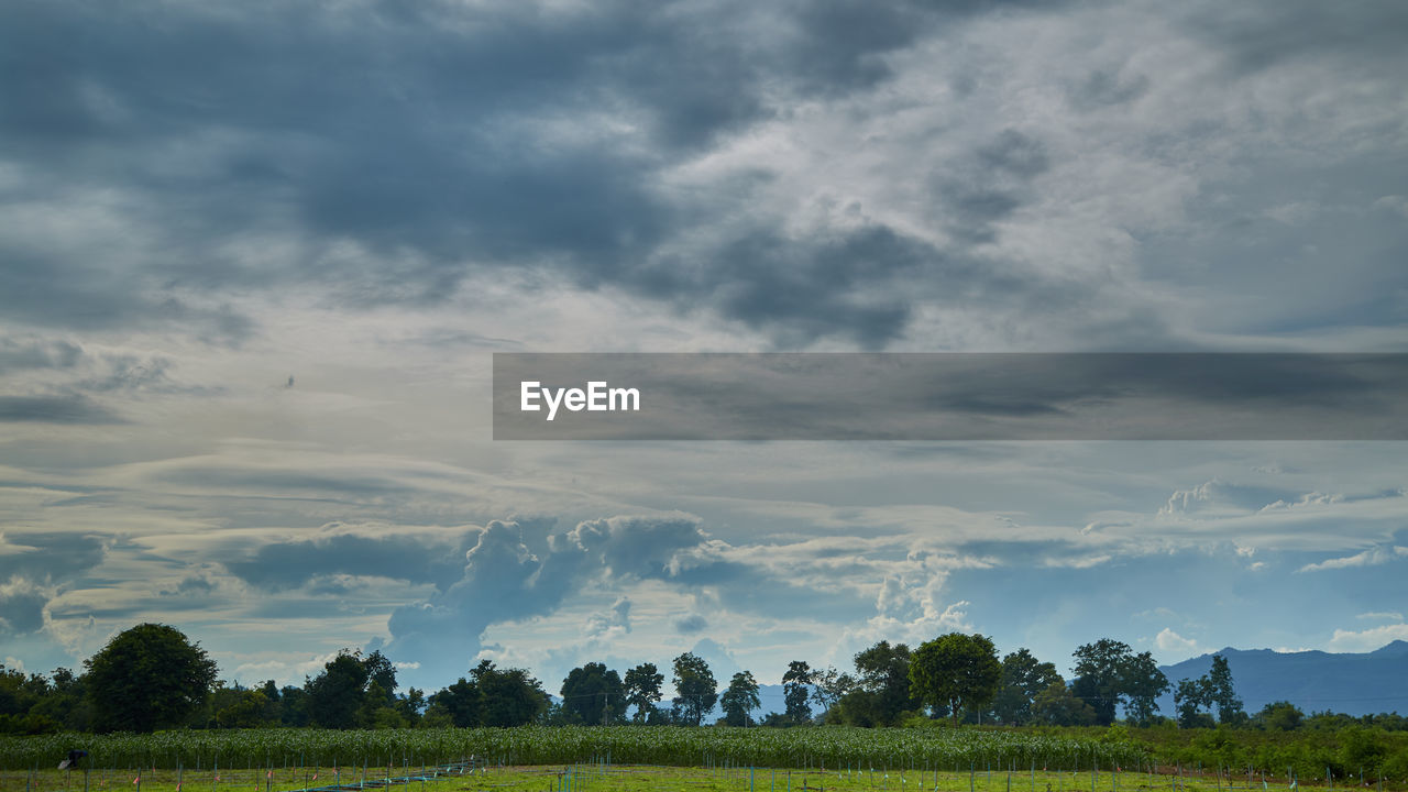 sky, cloud, environment, landscape, plant, nature, horizon, field, land, tree, plain, scenics - nature, beauty in nature, grassland, rural scene, grass, agriculture, prairie, no people, tranquility, meadow, crop, rural area, hill, blue, outdoors, cloudscape, green, social issues, morning, tranquil scene, dramatic sky, farm, food and drink, growth, dusk, non-urban scene, food, forest, summer, sunlight, day, travel, freshness, environmental conservation