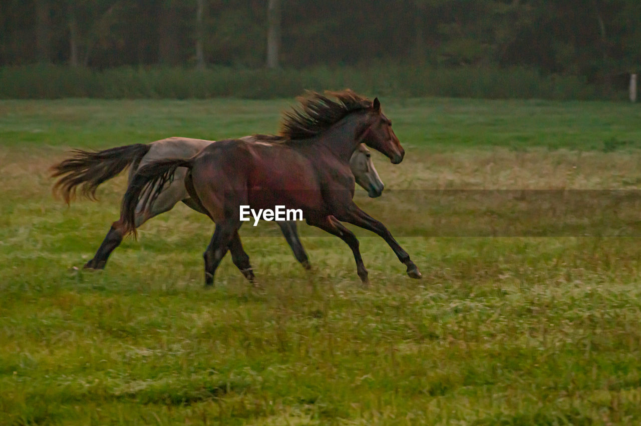 HORSE RUNNING IN FIELD