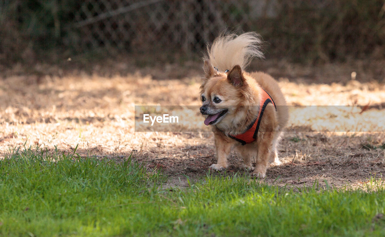 DOG ON GRASS FIELD