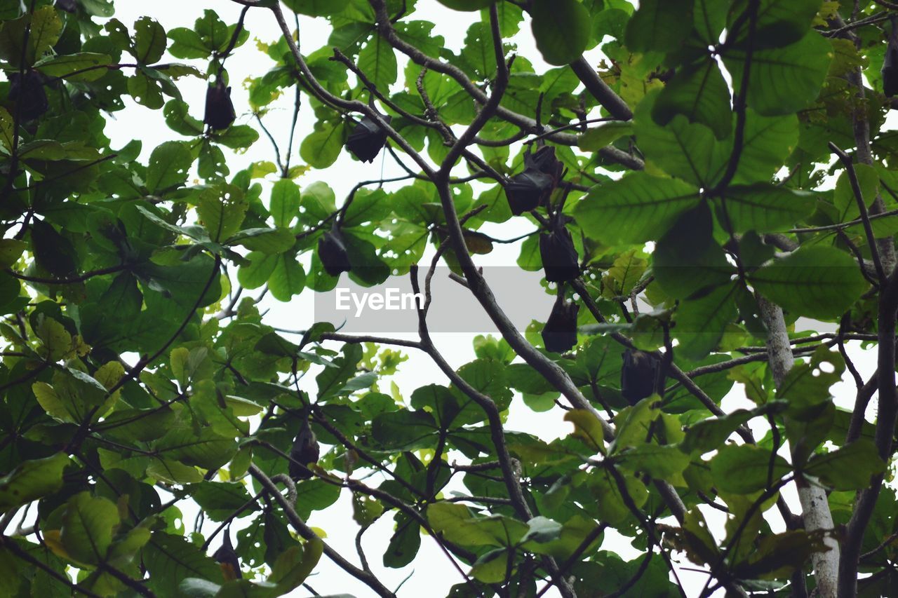 LOW ANGLE VIEW OF TREE