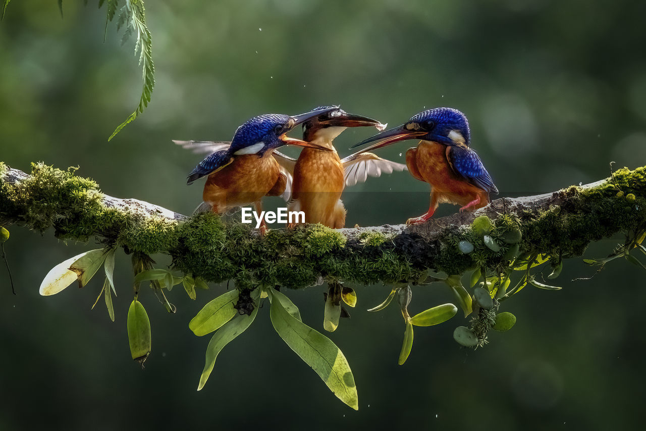 Birds perching on branch of tree