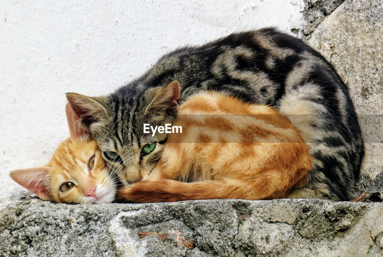 CLOSE-UP PORTRAIT OF CAT LYING DOWN