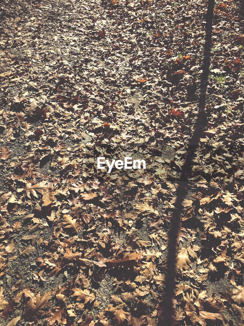 High angle view of leaves covered field during sunny day