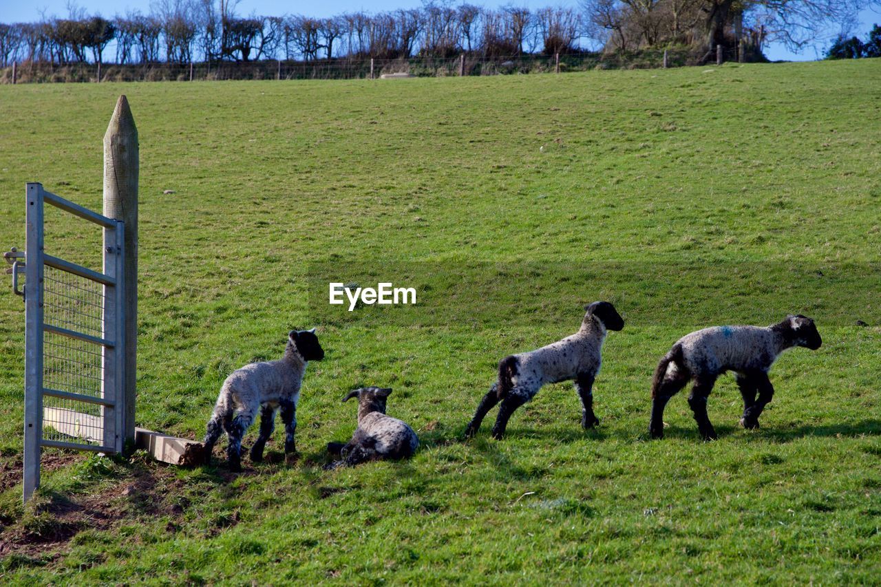 SHEEP GRAZING ON GRASSY FIELD