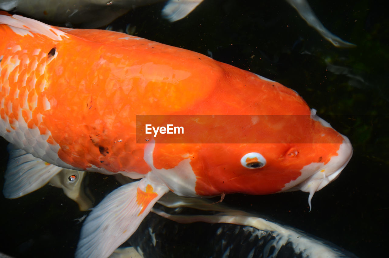 Close-up of koi fish in water