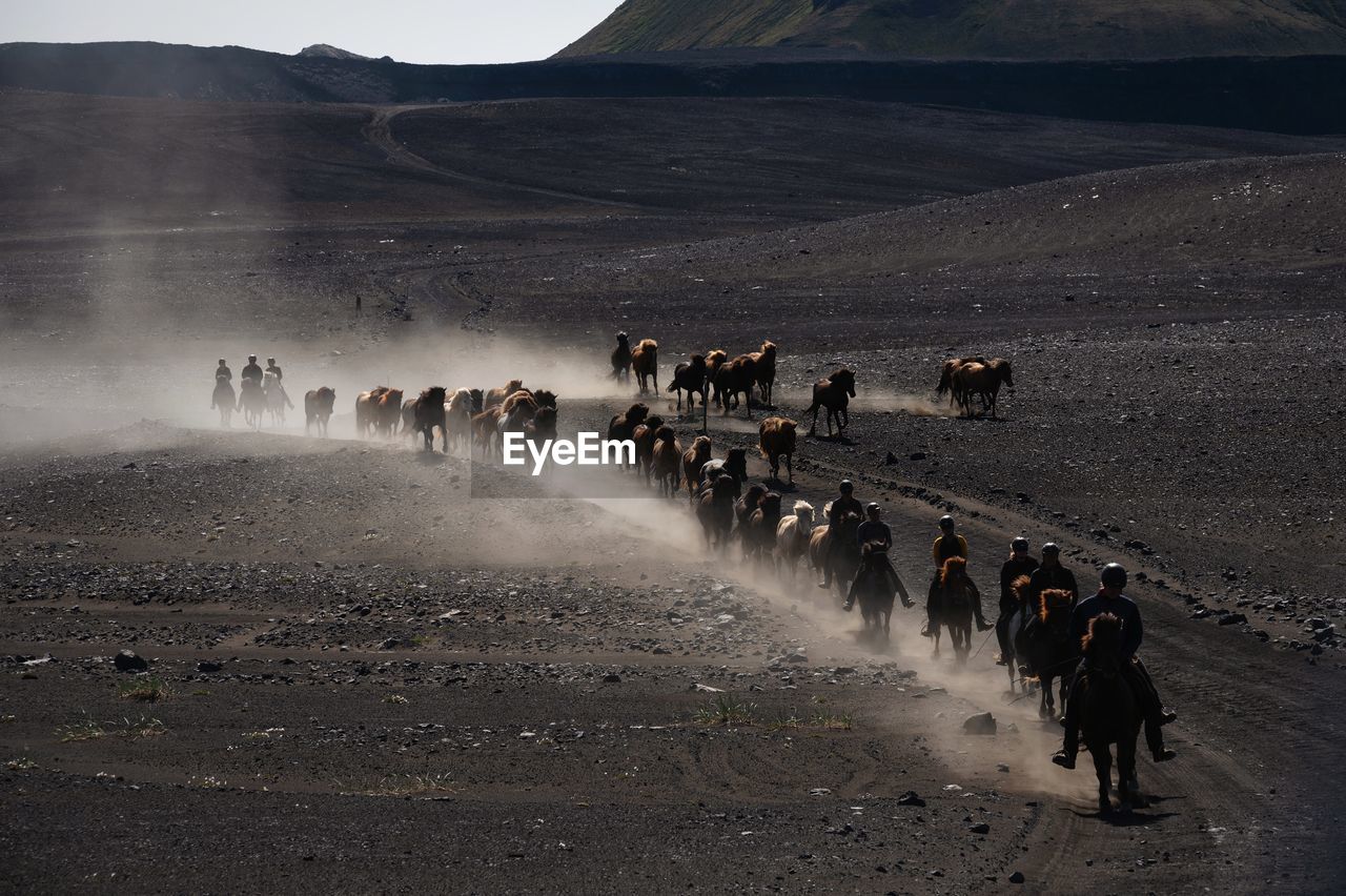 Icelandic horses of the highlands