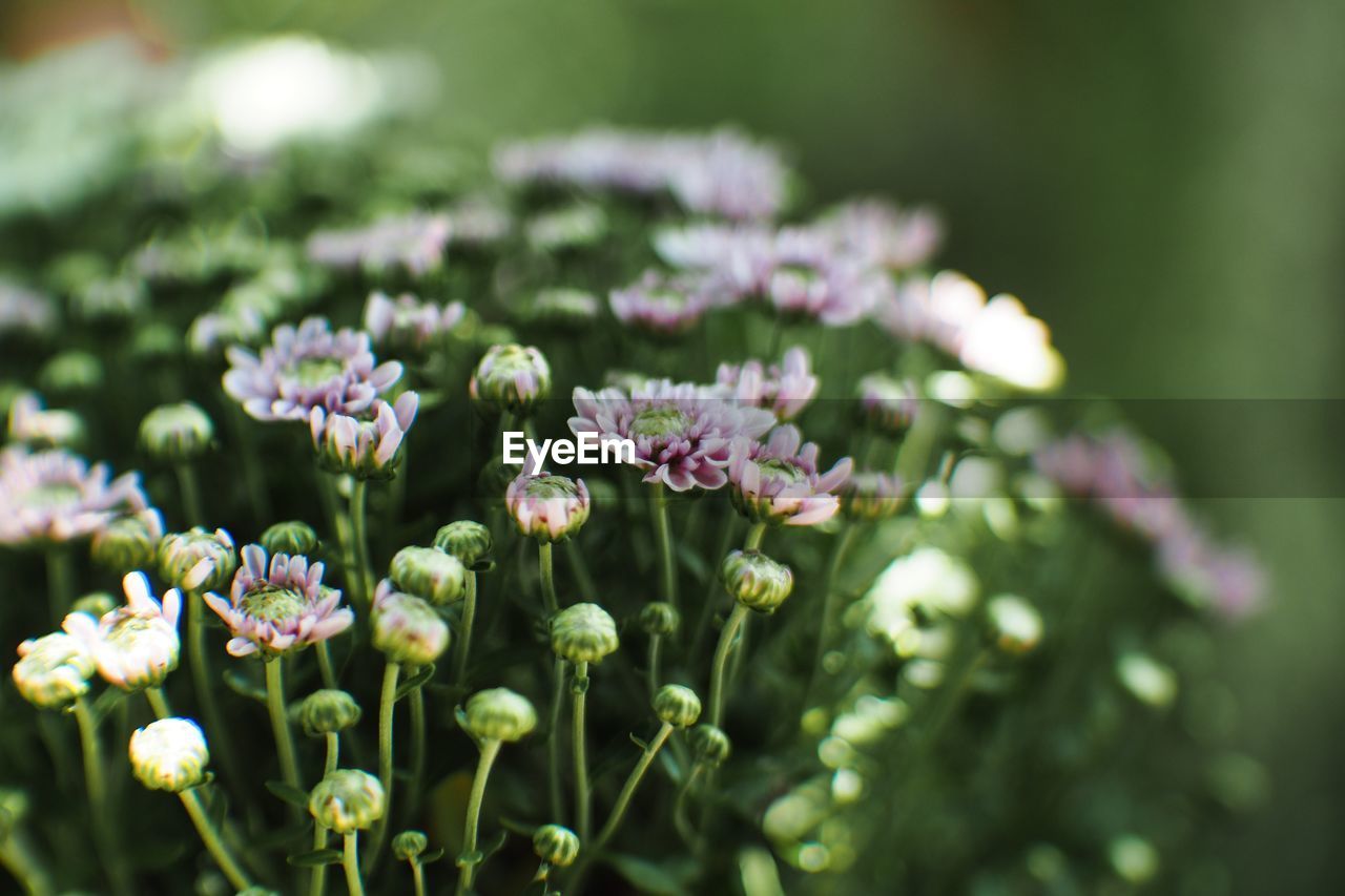 Close-up of purple flowering plant