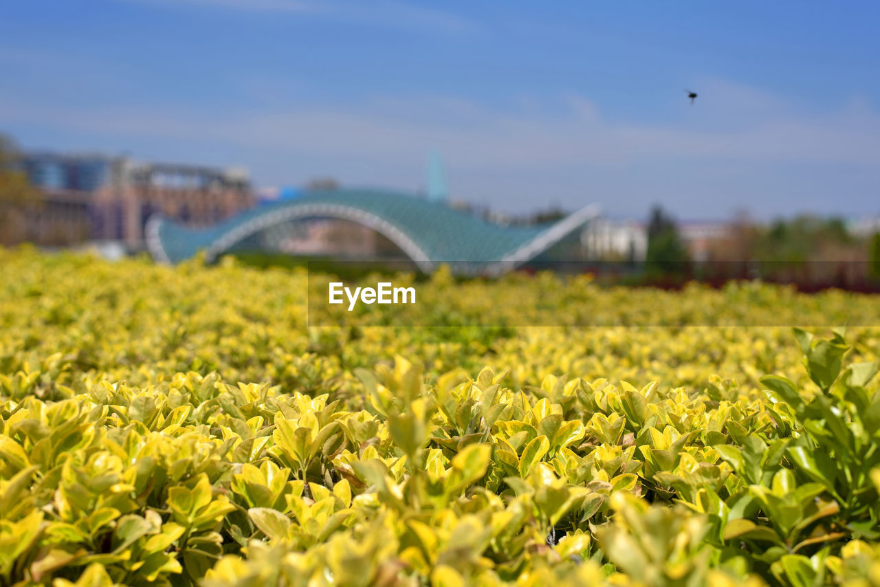 PLANTS GROWING ON FIELD