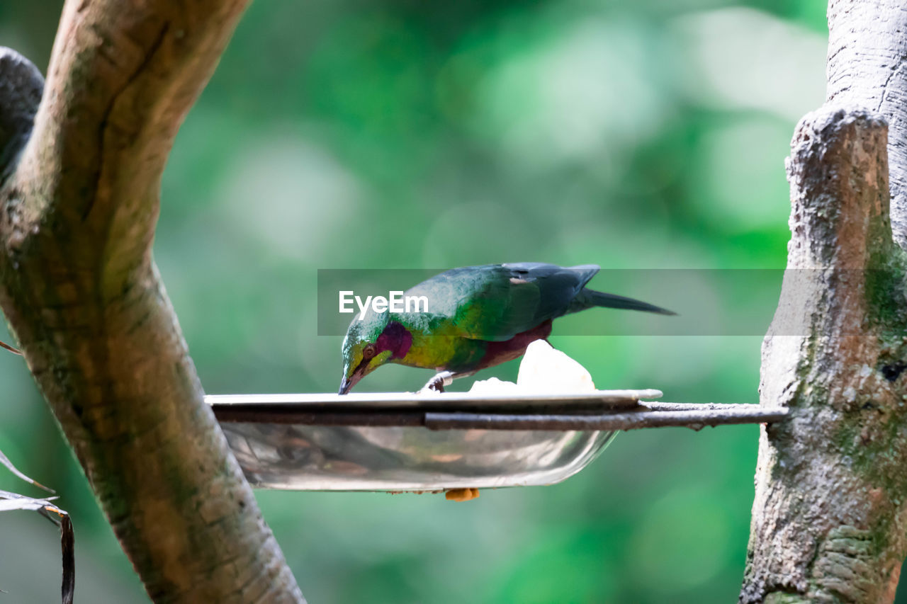 CLOSE-UP OF PARROT PERCHING ON TREE