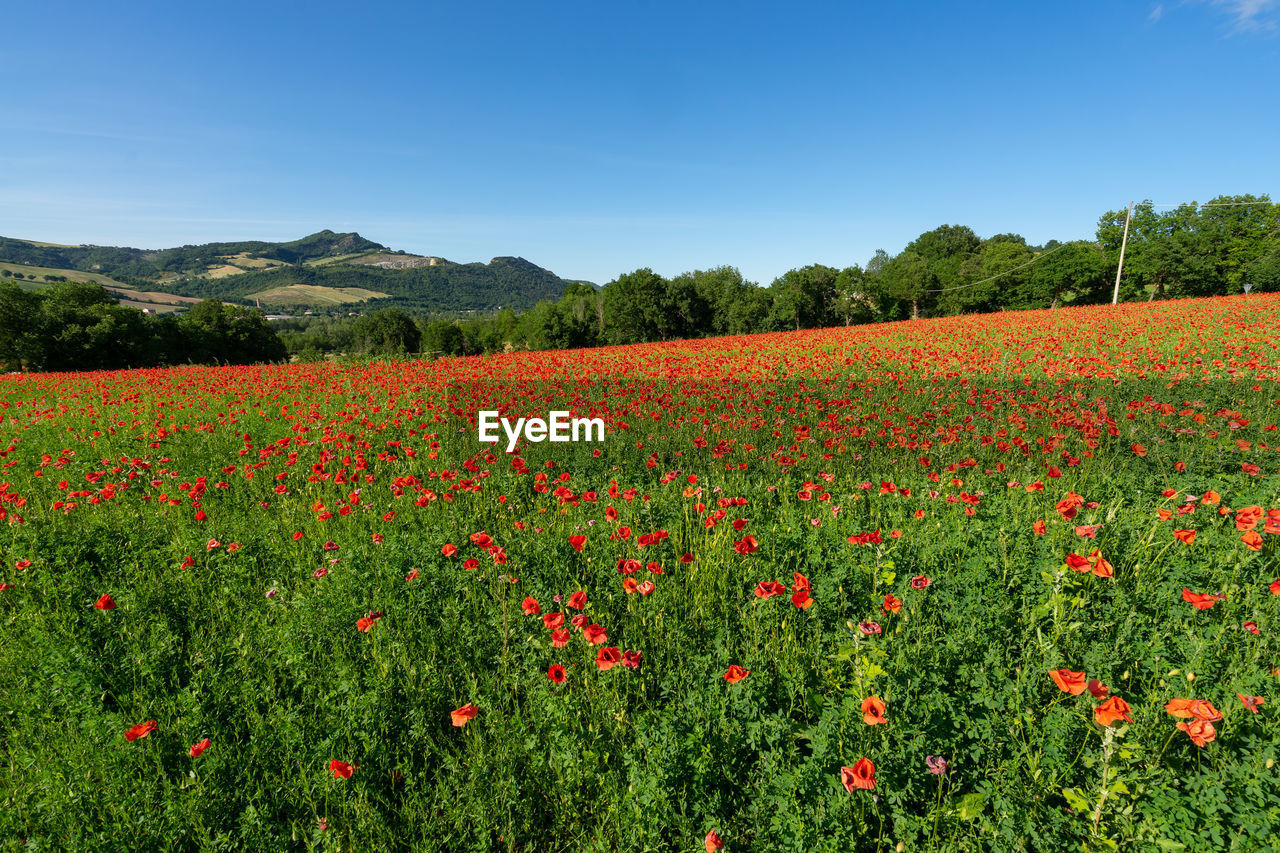 Fields full of poppies in countryside of marecchia valley