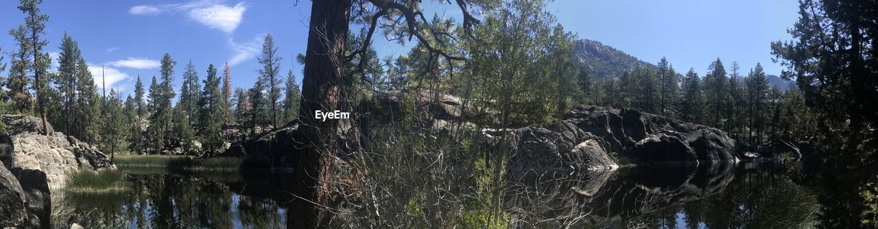 PANORAMIC SHOT OF PLANTS IN FOREST