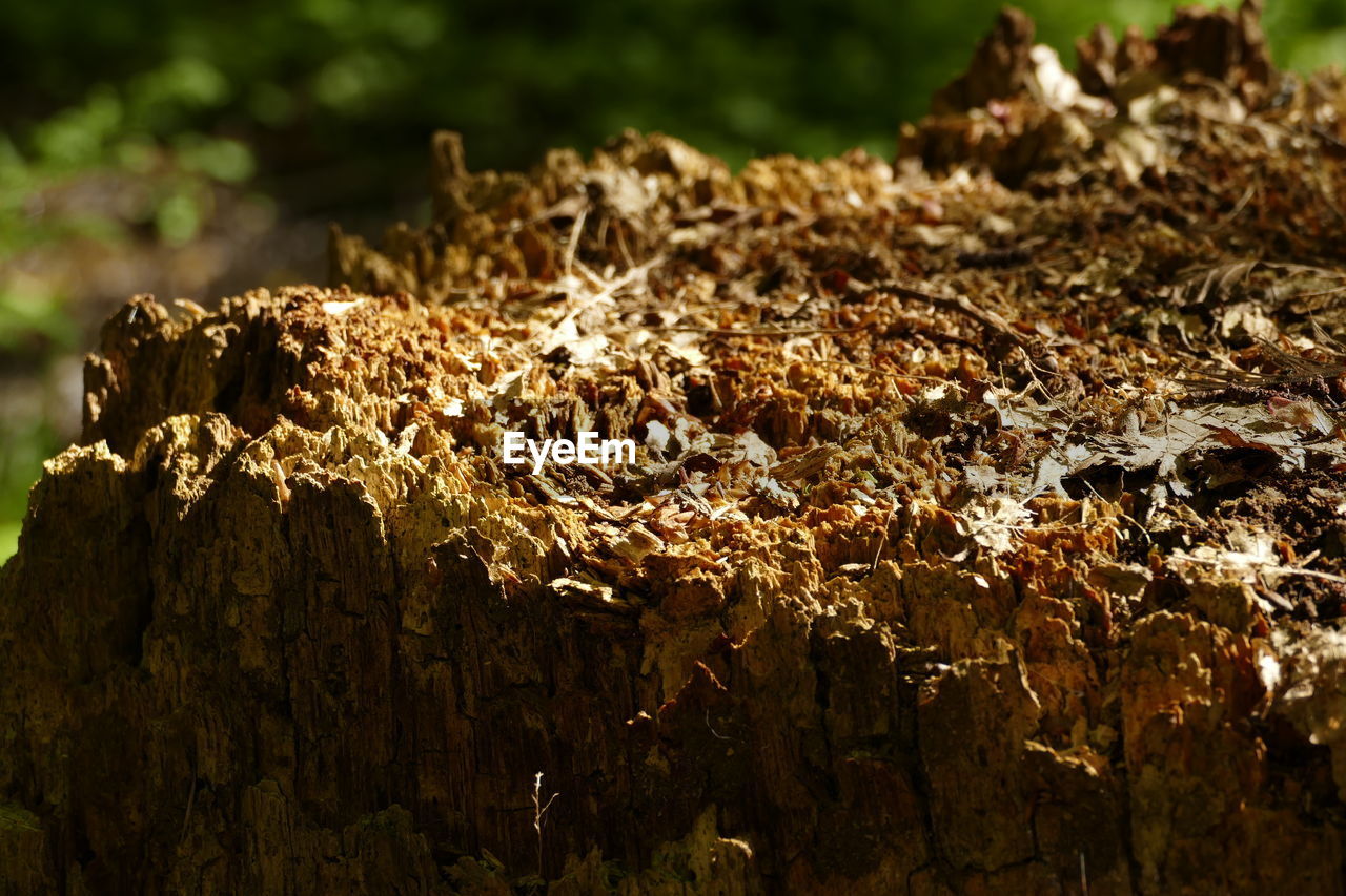 CLOSE-UP OF WOOD OUTDOORS