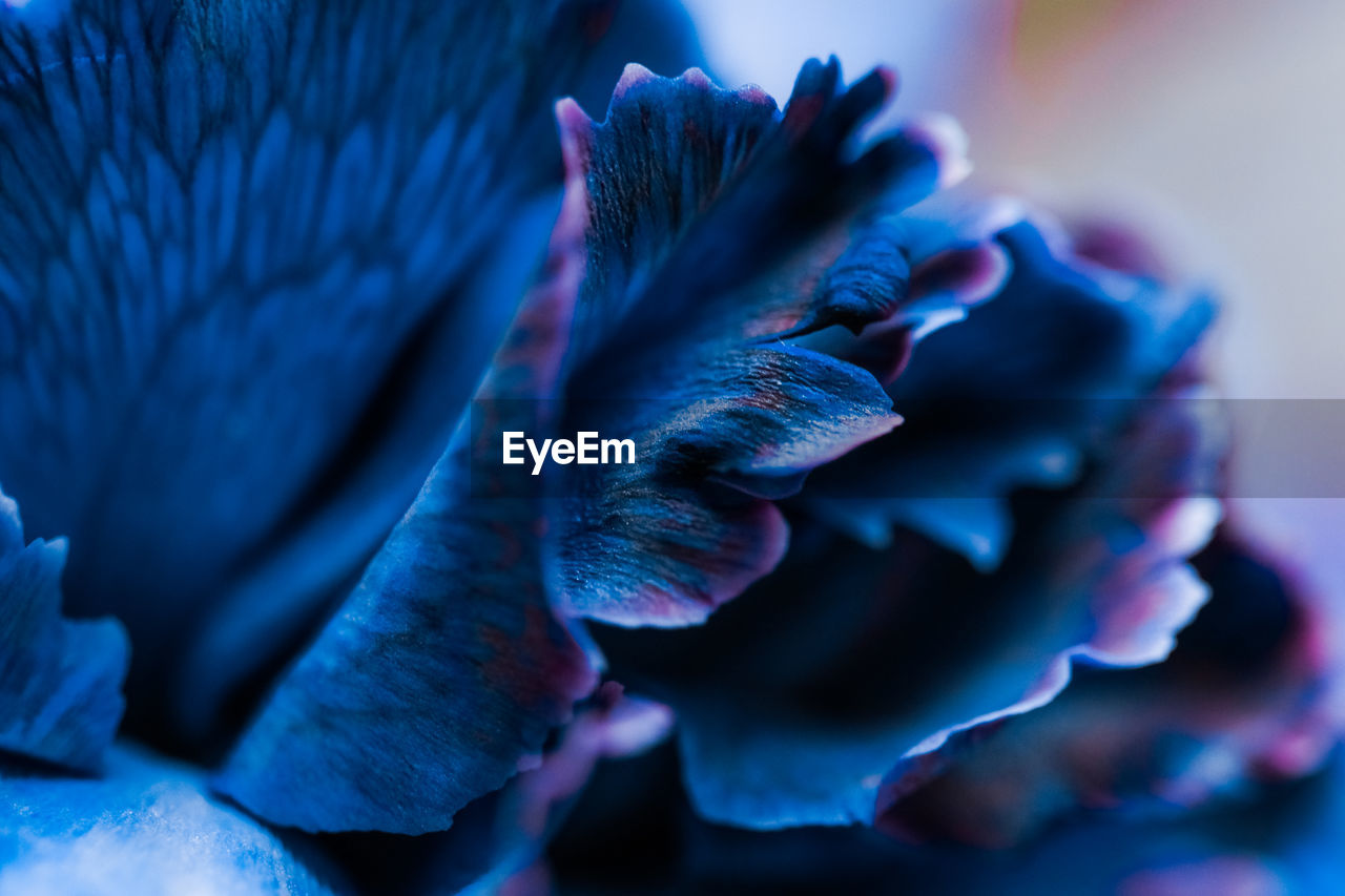 Close-up of purple flowering plant