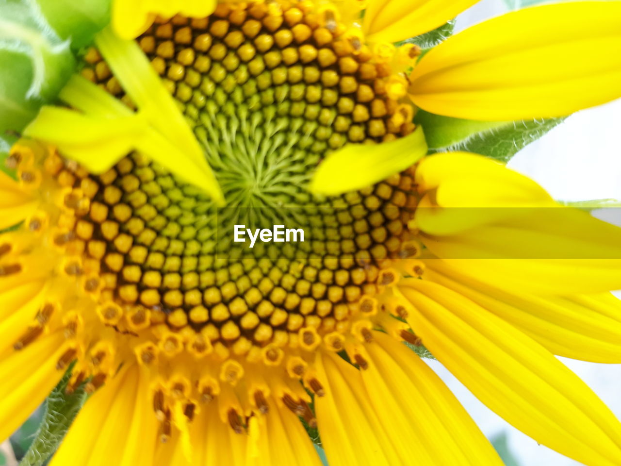 FULL FRAME SHOT OF SUNFLOWER BLOOMING