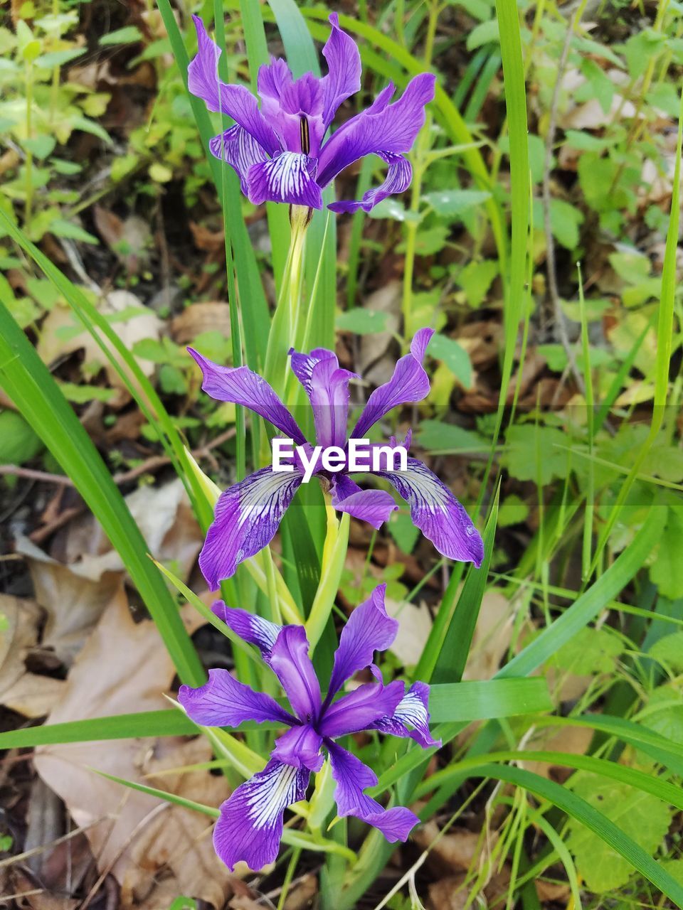 CLOSE-UP OF PURPLE IRIS FLOWER