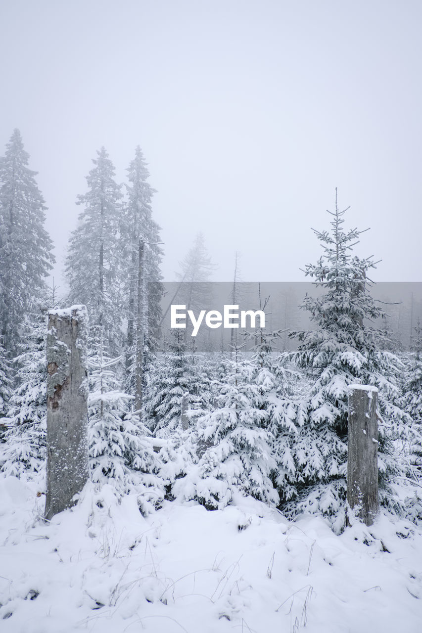 Snow covered trees against sky during winter