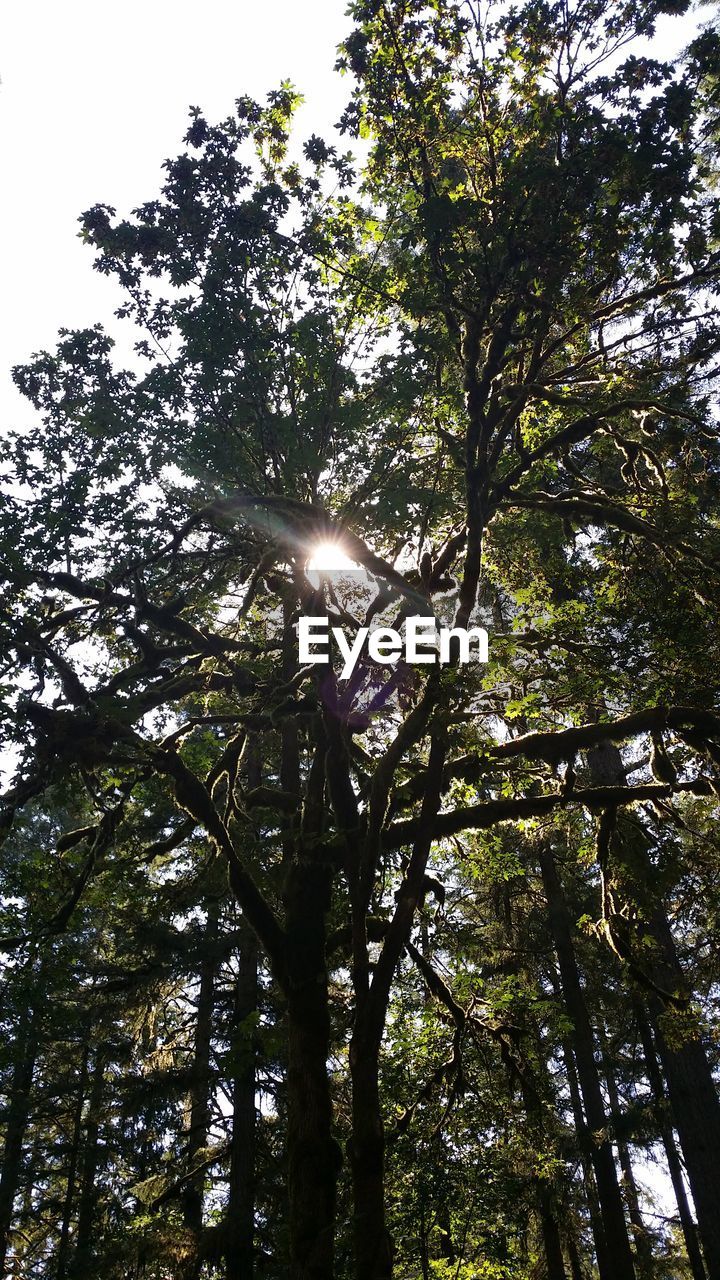 LOW ANGLE VIEW OF TREES AGAINST SKY