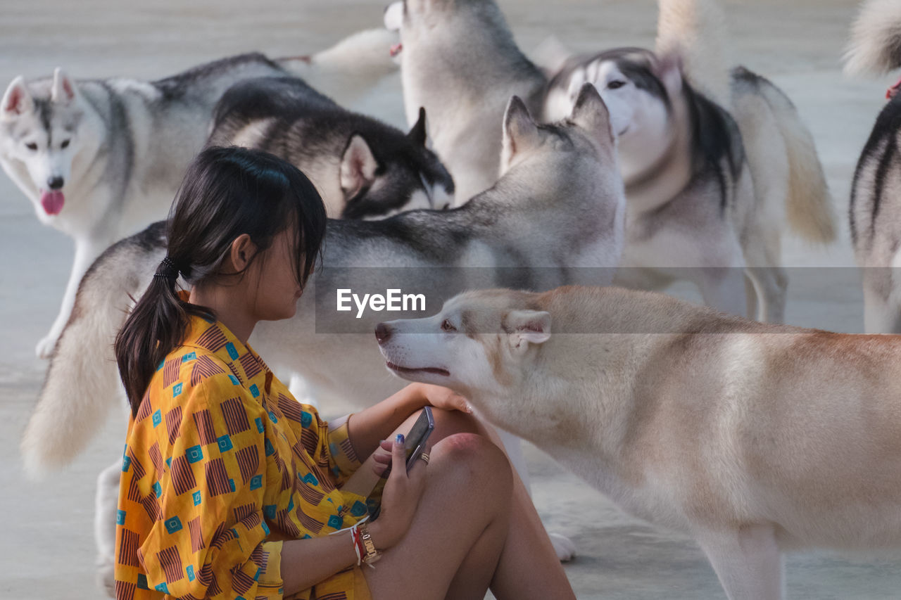Mid adult woman with siberian huskies sitting outdoors