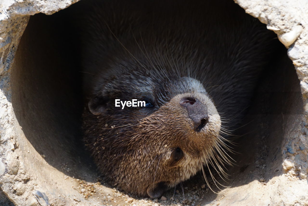 High angle view of an animal in concrete pipe
