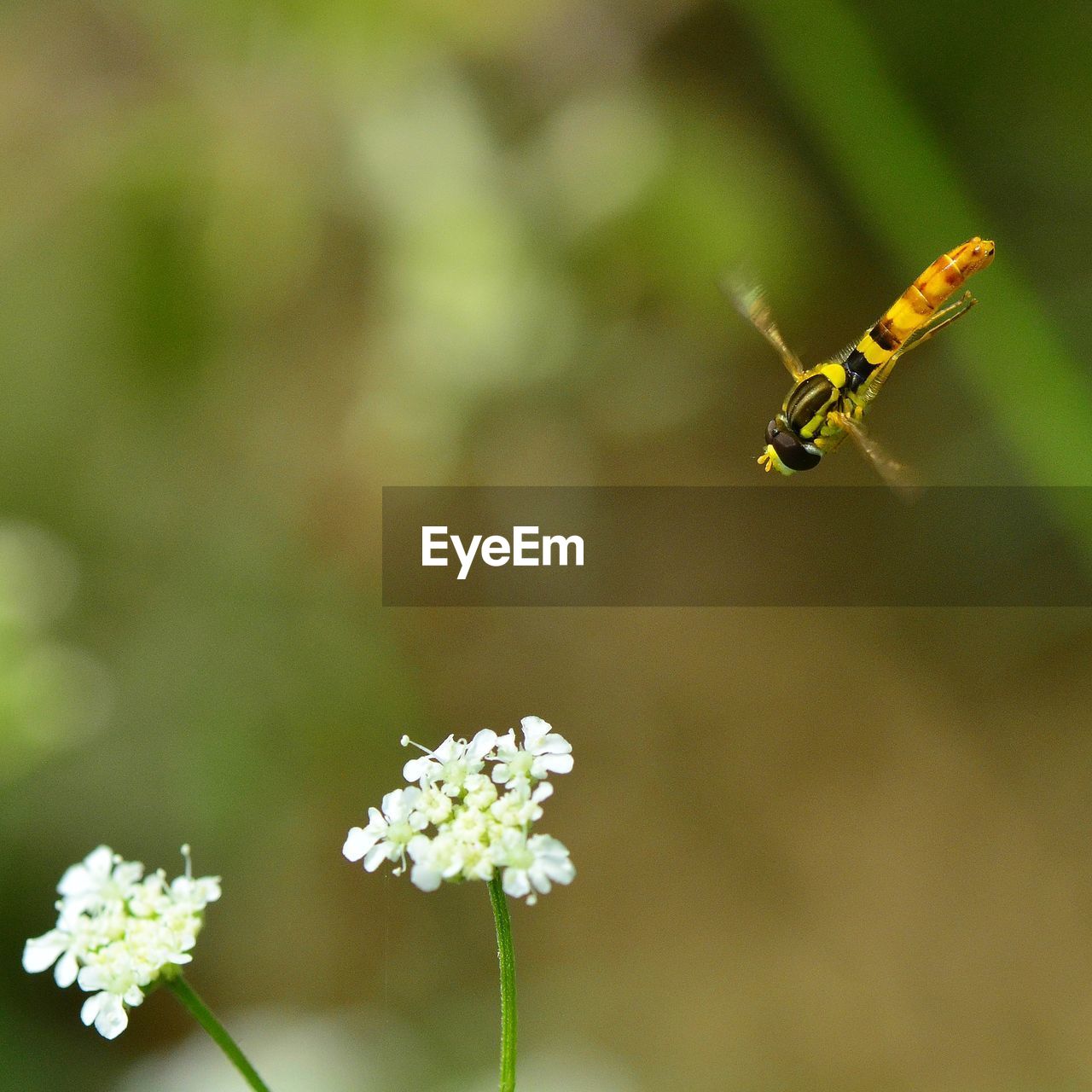 CLOSE-UP OF INSECT ON FLOWER