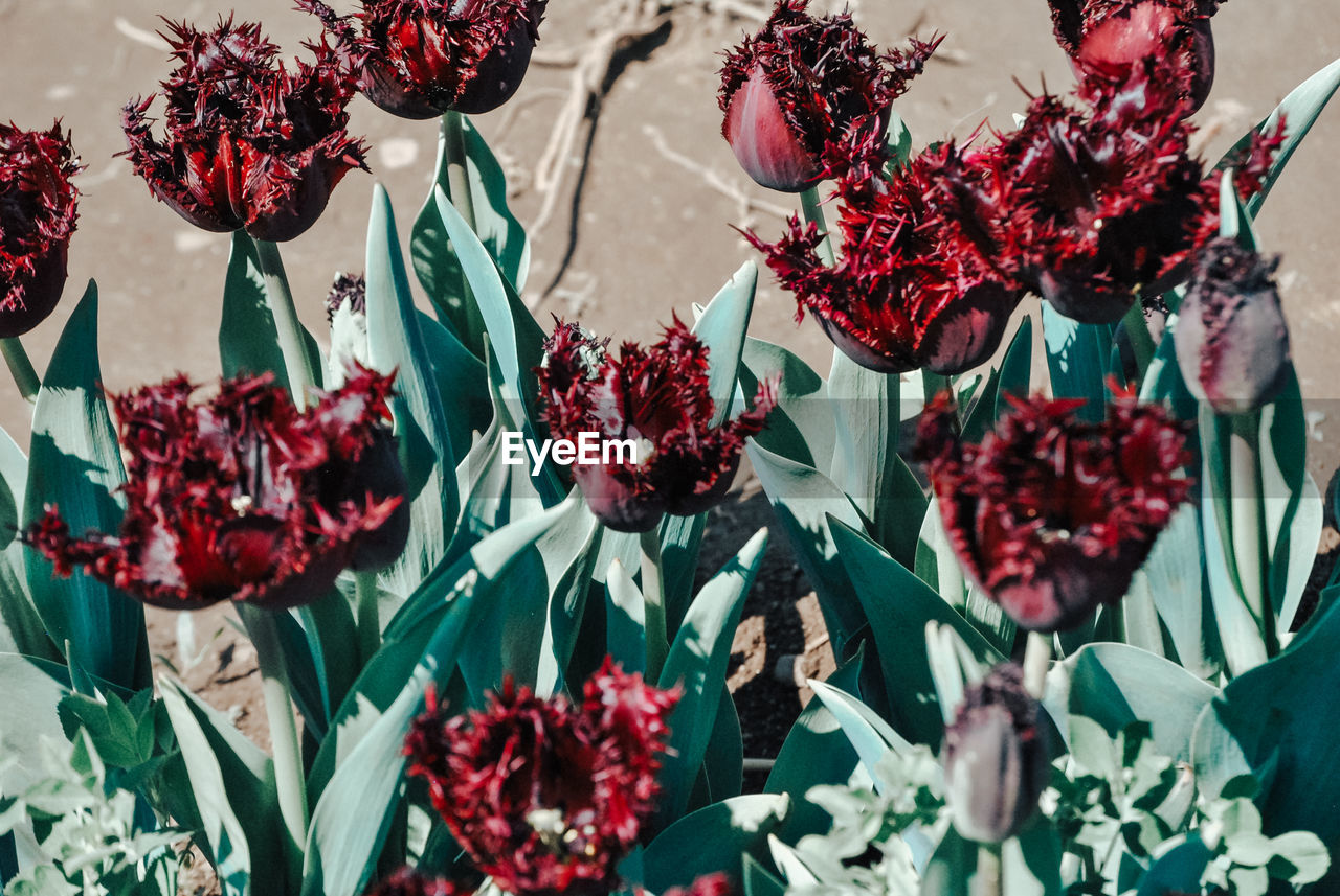 flower, plant, flowering plant, red, nature, no people, floristry, freshness, beauty in nature, close-up, leaf, plant part, art, high angle view, growth, decoration, indoors, arrangement